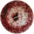 LIVE BLOODWORM